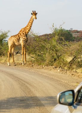 A closeup shot of a silver car approaching a giraffe in the safari